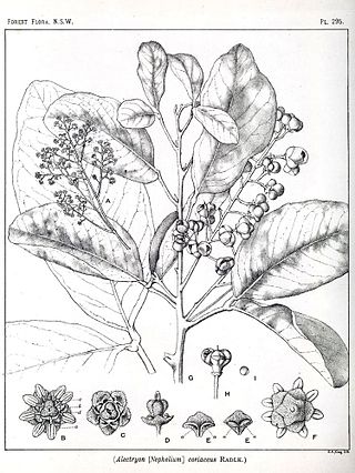 <i>Alectryon coriaceus</i> Species of flowering plant