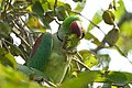 * Nomination Alexandrine parakeet at Harike wetlands. --Satdeep Gill 14:10, 15 March 2022 (UTC) * Decline  Oppose not in focus --Charlesjsharp 14:31, 15 March 2022 (UTC)