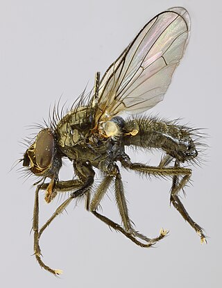 <i>Alliopsis billbergi</i> Species of fly