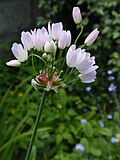 Thumbnail for Allium roseum