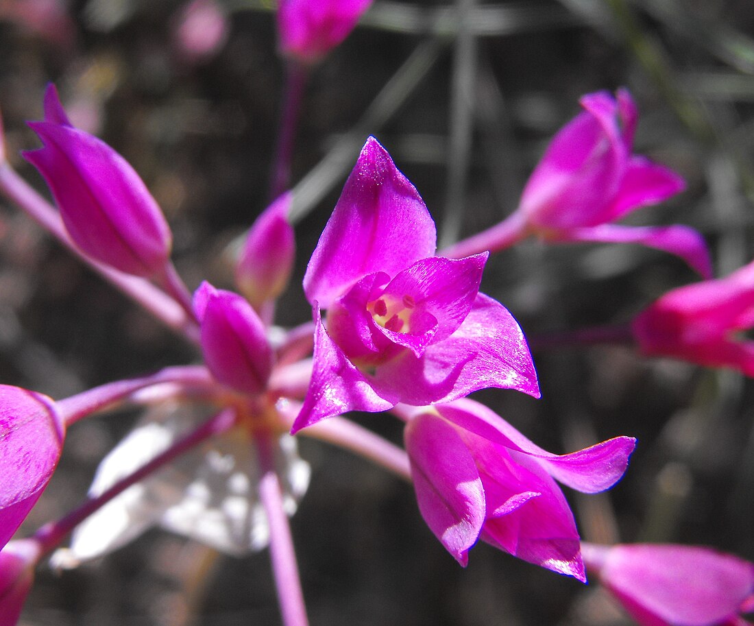 Allium peninsulare