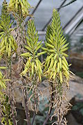 Aloe vacillans