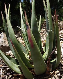 Aloe wickensii.jpg