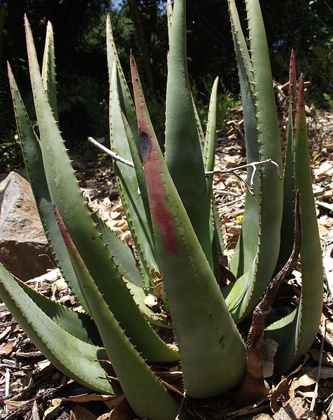 File:Aloe wickensii.jpg