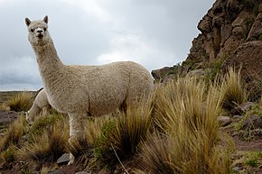 Descripcion d'aqueste imatge, tanben comentat çaiaprèp