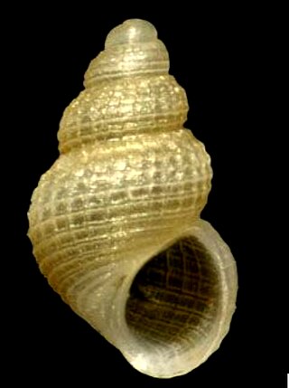 <i>Alvania parvula</i> Species of gastropod