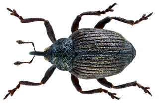 Ceutorhynchinae Subfamily of beetles