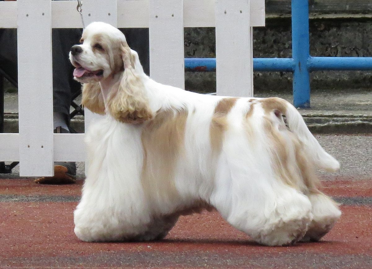 English Cocker Spaniel Weight Chart