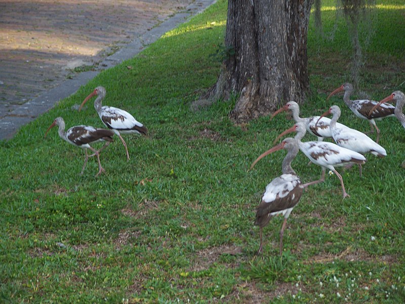 File:American White Ibis Juveniles in Dade City, Florida.jpg