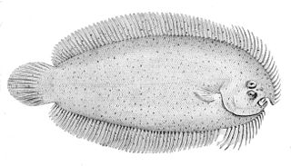 <i>Ammotretis</i> Genus of fishes