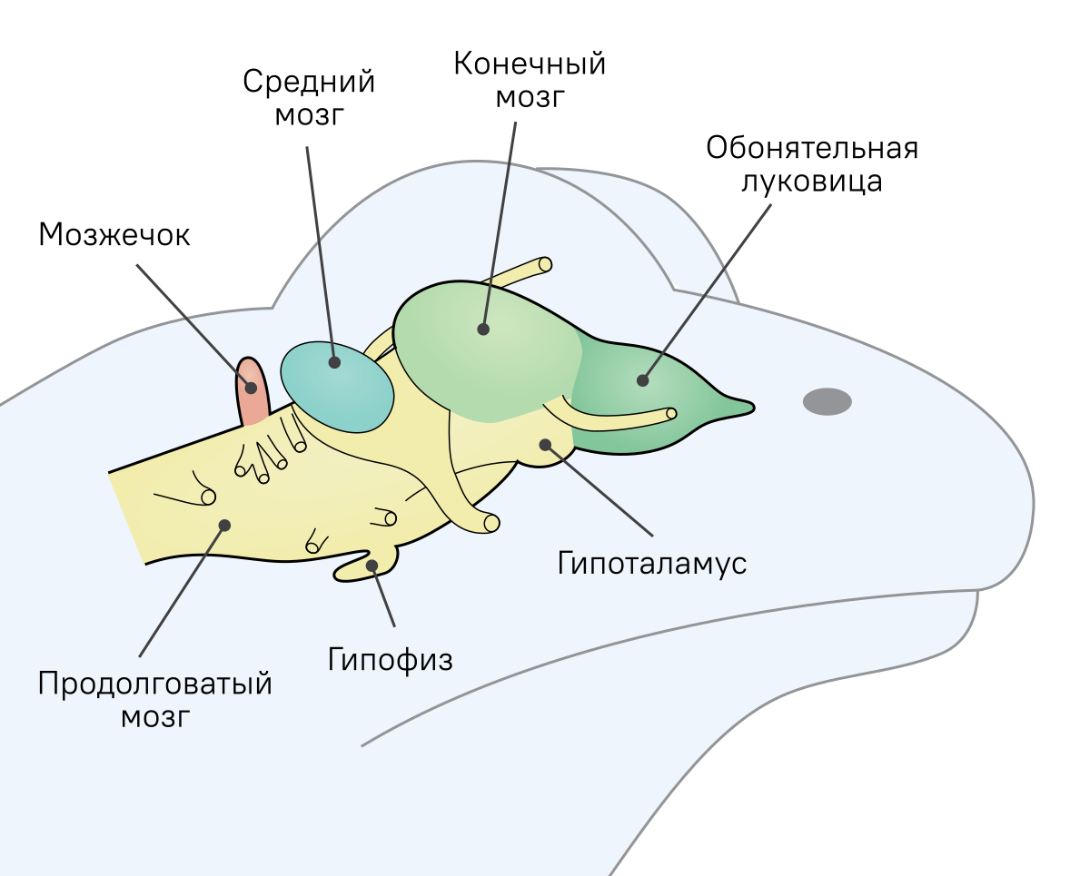 Головной мозг земноводных рисунок