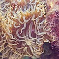 * Nomination Sea anemone (Aiptasia couchii), Arrábida National Park, Portugal --Poco a poco 05:20, 5 May 2023 (UTC) * Promotion  Support Good quality. --Rjcastillo 05:34, 5 May 2023 (UTC)