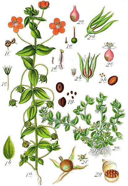 File:Anagallis spp Sturm60.jpg