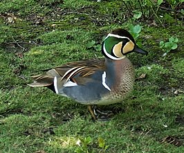 Siberische Taling: Beschrijving, Verspreiding en habitat, Voortplanting