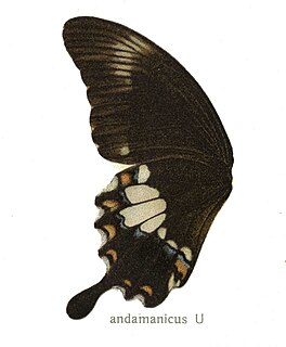 <i>Papilio prexaspes</i> species of insect