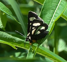 אנדרולומה מכולוצ'י P1050194b.jpg