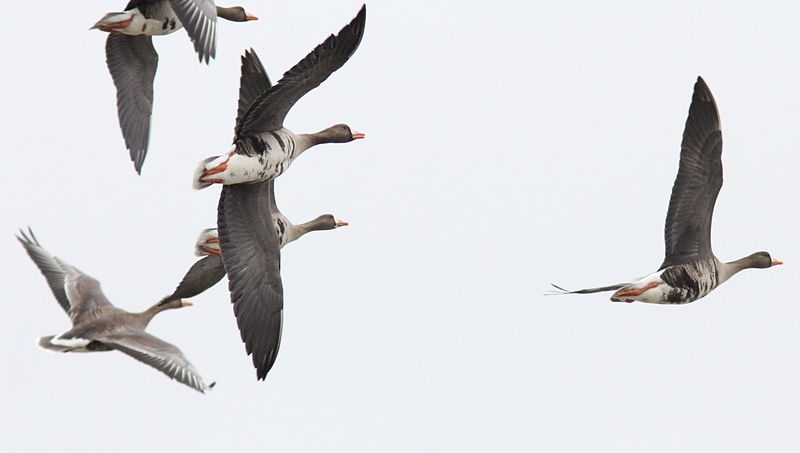 File:Anser albifrons gambelli, Caledonia Sewage Ponds 1.jpg