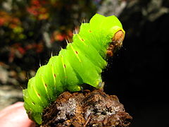 Гусеница зеленой бабочки. Antheraea Polyphemus гусеница. Катерпиллер гусеница зеленая. Гусеница Сатурнии Полифемы. Гусеница бабочки Полифем.