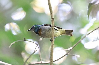 <span class="mw-page-title-main">Yellow-chinned sunbird</span> Species of bird