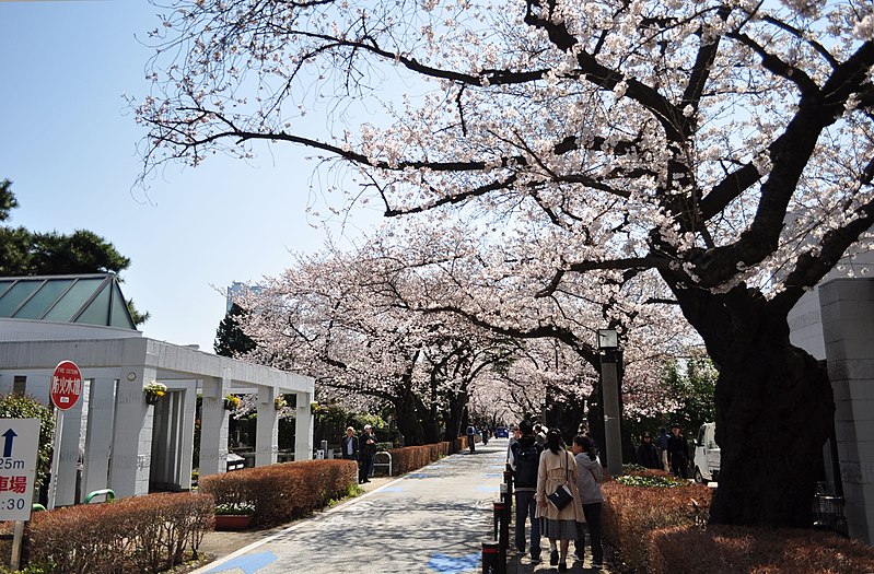 File:Aoyama Cemetery1c.jpg