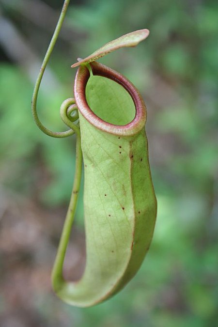 Apes abroad - Jug Plant (by-sa).jpg