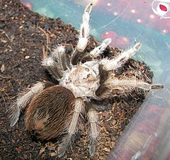 Description de l'image Aphonopelma chalcodes.jpg.