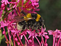 Bombus ruderatus