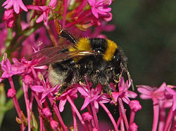 Apidae - Bombus ruderatus. 
 JPG