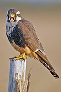 Aplomado Falke im Laguna Atascosa National Wildlife Refuge