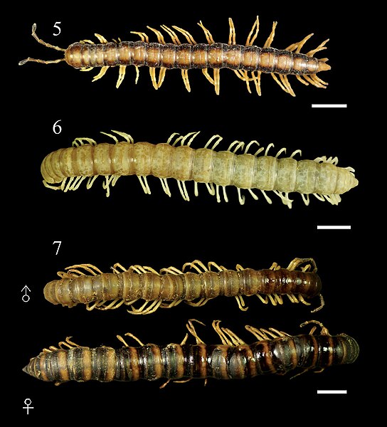 File:Aponedyopus montanus 002.jpg