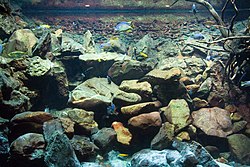 Acuario (recipiente) - Wikipedia, la enciclopedia libre