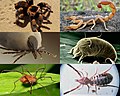 Arachnid collage.jpg
