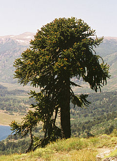 Araucaria araucana