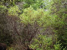 Arctostaphylos columbiana.jpg