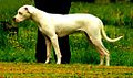 Dogo Argentino