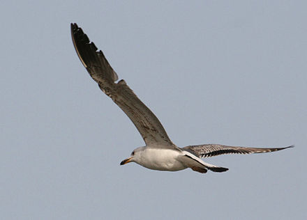 Juvenile of Armenian gull in flight, flying over Lake Sevan