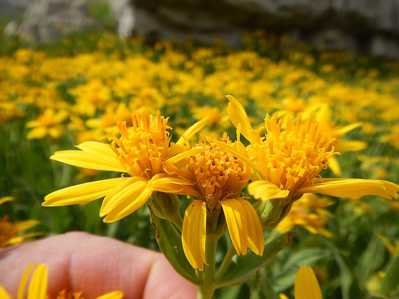 File:Arnica longifolia (29135003671).jpg