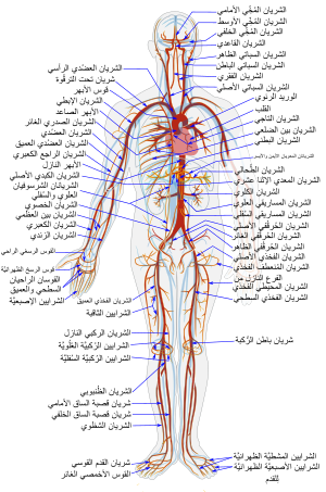 Arterial System ar.svg