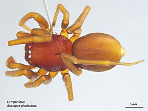 Descrierea imaginii Asadipus phaleratus.jpg.