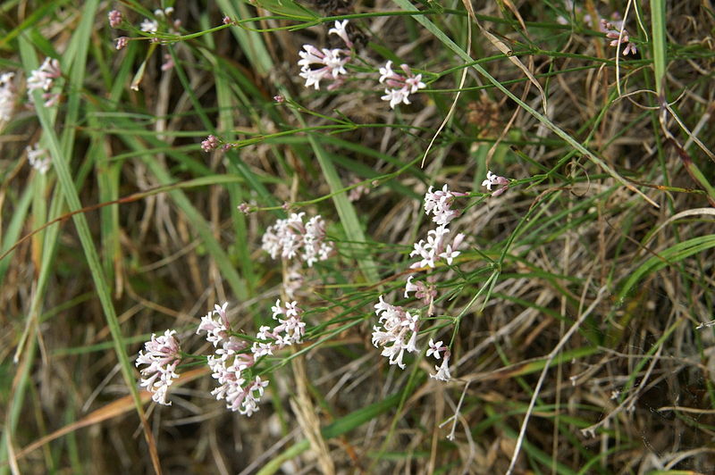 File:Asperula cynanchica PID1654-2.jpg