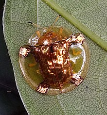 Aspidimorpha sanctaecrucis (Fabricius, 1792) 18 mm Chrysomelidae (7451933708).jpg