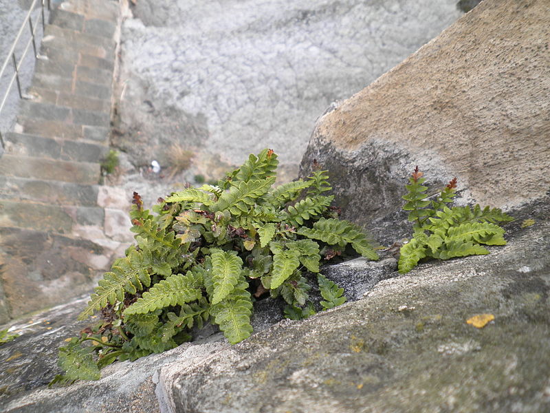 File:Asplenium marinum 0001.JPG