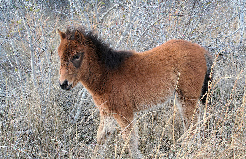 File:Assateague foal.jpg