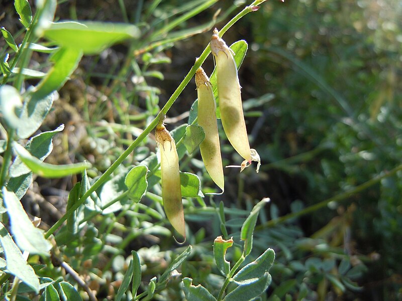 File:Astragalus miser (5156418821).jpg