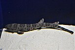 Atelomycterus baliensis in an aquarium.jpg