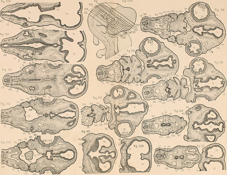 File:Atlas d'embryologie (1889) (20155663030).jpg