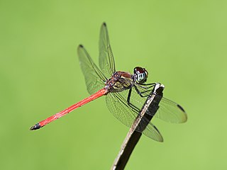 <i>Lathrecista asiatica festa</i> Subspecies of dragonfly