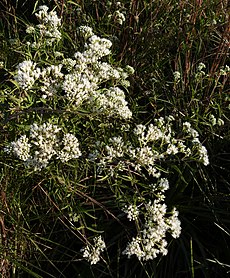 Austroeupatorium inulifolium.jpg