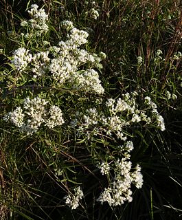 <i>Austroeupatorium</i> Genus of flowering plants