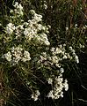 Austroeupatorium inulifolium